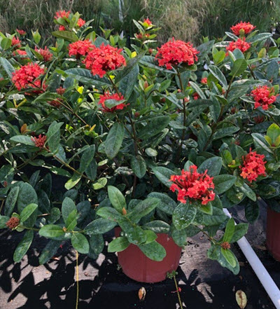 Maui Ixora